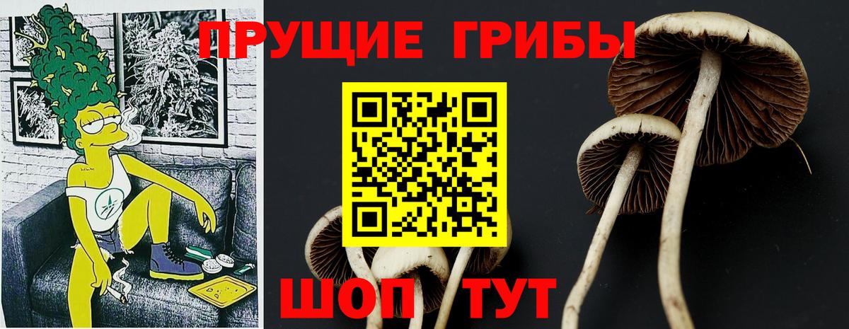 Сарапул  где продают наркотики  Галлюциногенные грибы GOLDEN TEACHER  Вход с VPN  Галлюциногенные грибы Psilocybe 